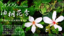 【2009油桐花季】2009客家桐花祭~苗栗油桐花季活動看這裡