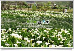 【2010竹子湖海芋季】2010竹子湖海芋季~陽明山竹子湖海芋季活動