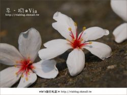 【2010油桐花季】2010客家桐花祭~苗栗油桐花季活動看這裡