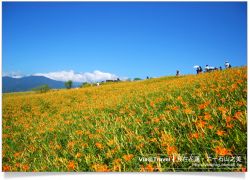 【2010花蓮金針花季】2010六十石山金針花季~金針嘉年華幸福富里遊